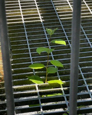 bjork in berlin 1985