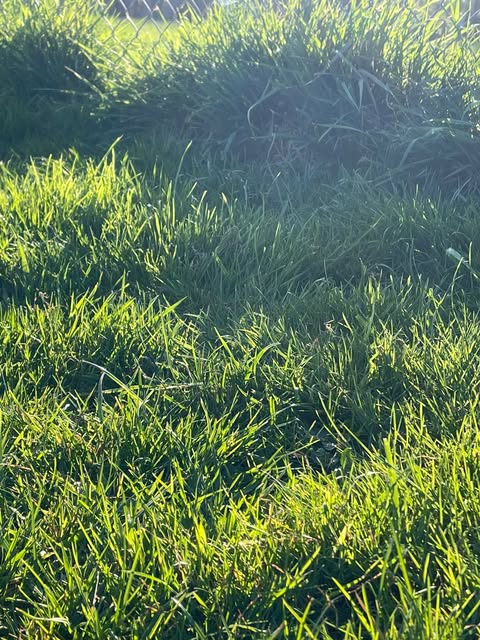 bjork in berlin 1985
